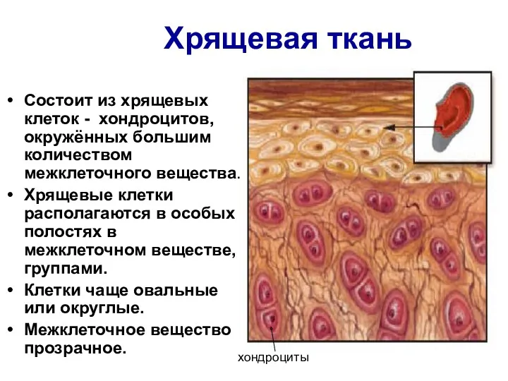 Хрящевая ткань Состоит из хрящевых клеток - хондроцитов, окружённых большим количеством межклеточного вещества.