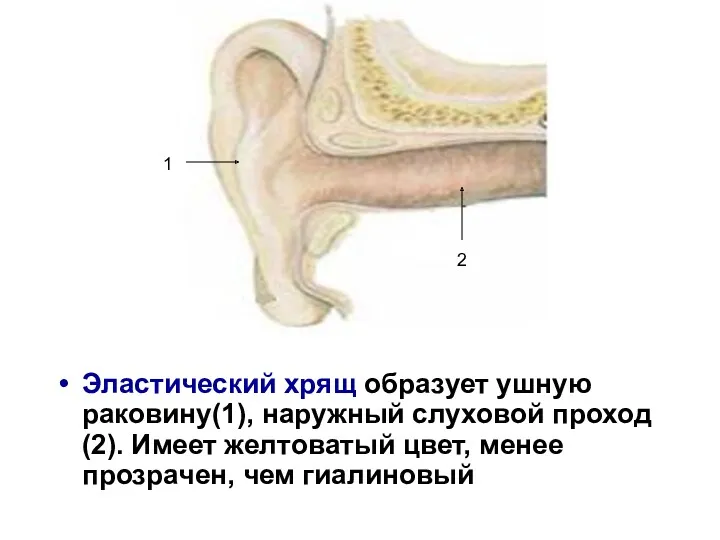 Эластический хрящ образует ушную раковину(1), наружный слуховой проход(2). Имеет желтоватый
