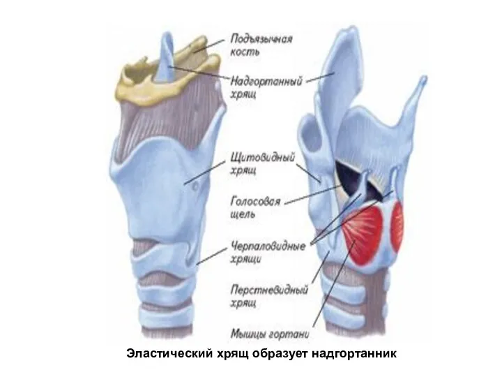 Эластический хрящ образует надгортанник