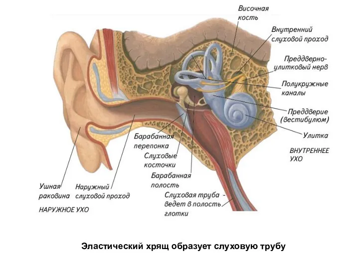 Эластический хрящ образует слуховую трубу