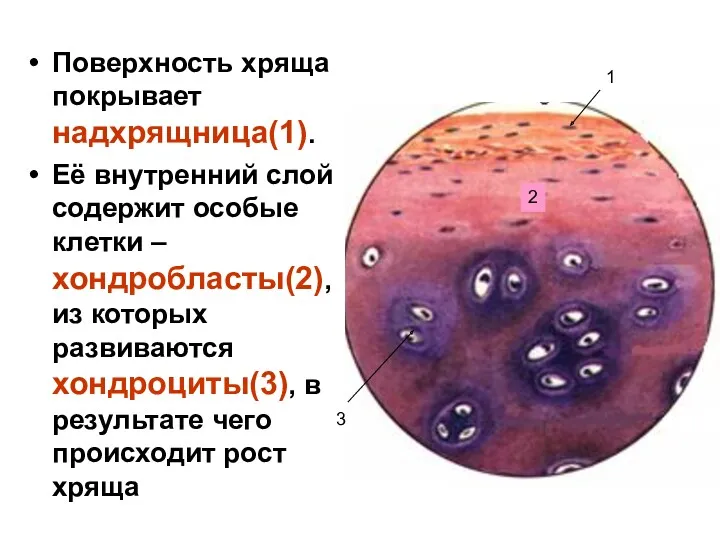 Поверхность хряща покрывает надхрящница(1). Её внутренний слой содержит особые клетки – хондробласты(2), из