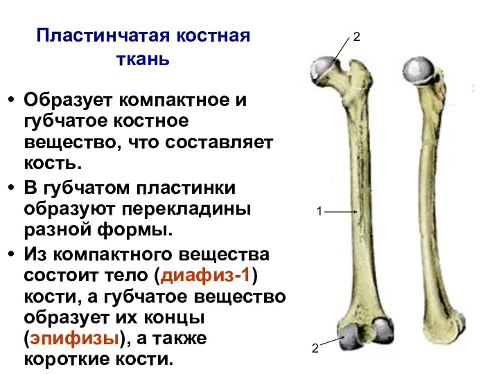 Пластинчатая костная ткань Образует компактное и губчатое костное вещество, что составляет кость. В