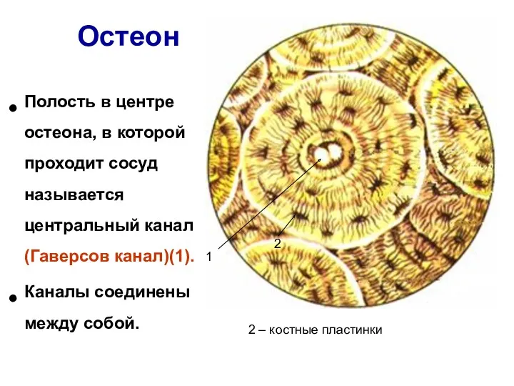 Остеон Полость в центре остеона, в которой проходит сосуд называется центральный канал (Гаверсов