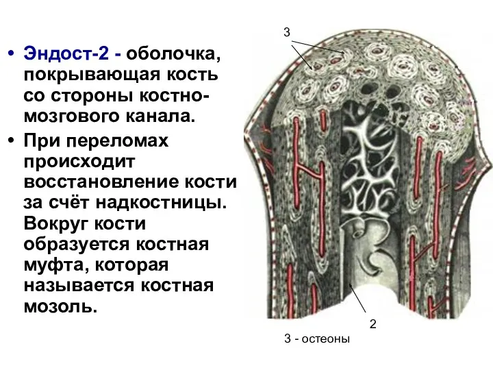 Эндост-2 - оболочка, покрывающая кость со стороны костно-мозгового канала. При