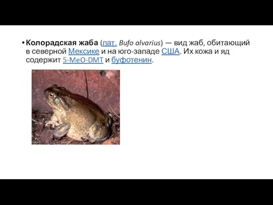 Колорадская жаба (лат. Bufo alvarius) — вид жаб, обитающий в