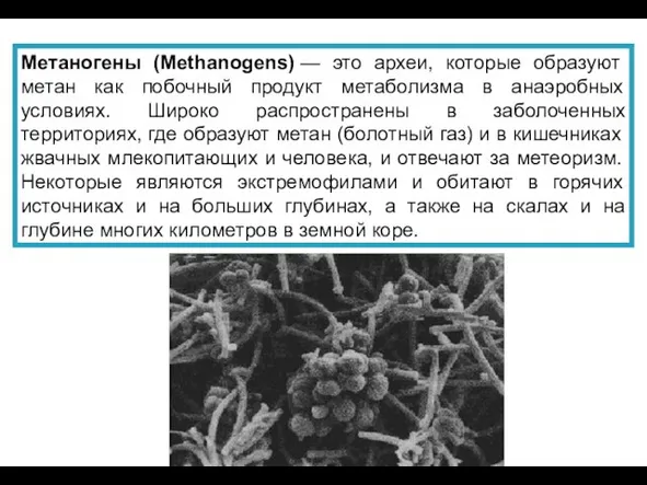 Метаногены (Methanogens) — это археи, которые образуют метан как побочный продукт метаболизма в
