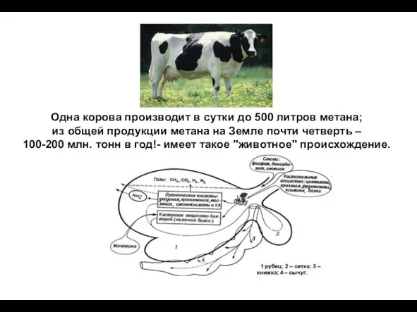 Одна корова производит в сутки до 500 литров метана; из