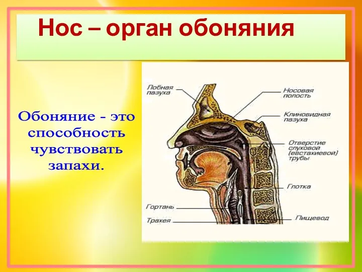 Нос – орган обоняния Обоняние - это способность чувствовать запахи.