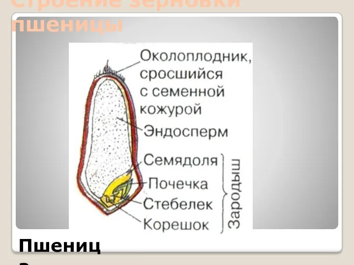 Строение зерновки пшеницы Пшеница