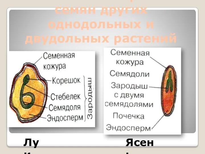 Особенности строения семян других однодольных и двудольных растений Лук Ясень