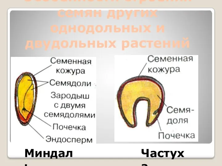 Особенности строения семян других однодольных и двудольных растений Миндаль Частуха