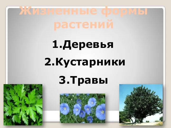 Жизненные формы растений 3.Травы 1.Деревья 2.Кустарники