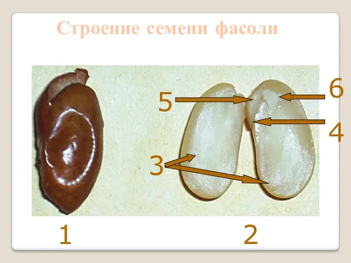 2 5 3 6 4 1 Строение семени фасоли