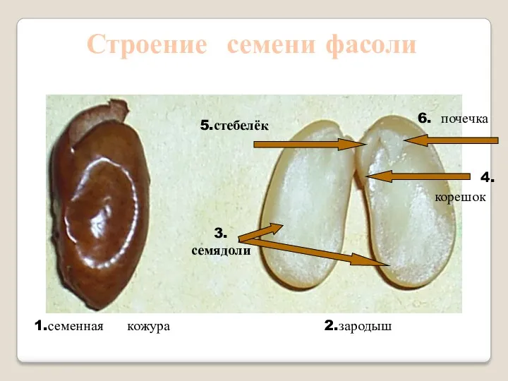 1.семенная кожура 2.зародыш 5.стебелёк 3. семядоли 6. почечка 4. корешок Строение семени фасоли