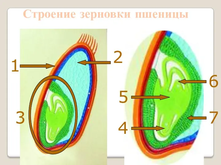 1 2 3 4 5 7 6 Строение зерновки пшеницы