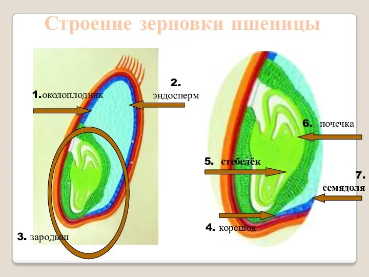 1.околоплодник 2. эндосперм 3. зародыш 5. стебелёк 4. корешок 6. почечка 7. семядоля Строение зерновки пшеницы