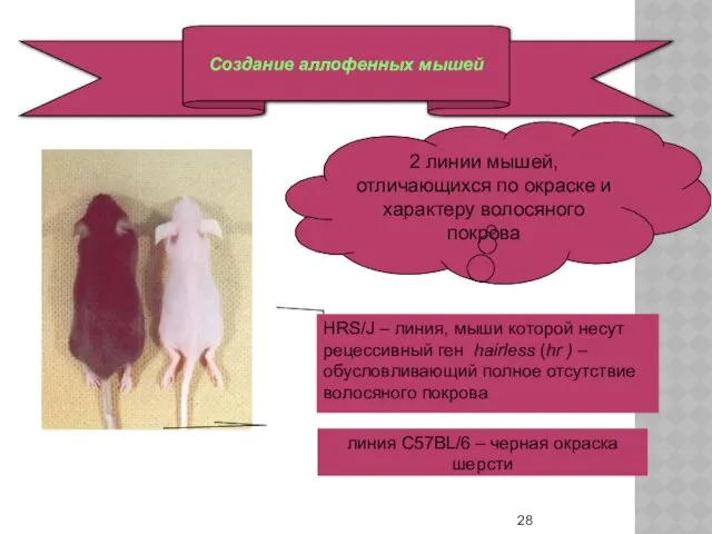 Создание аллофенных мышей 2 линии мышей, отличающихся по окраске и характеру волосяного покрова
