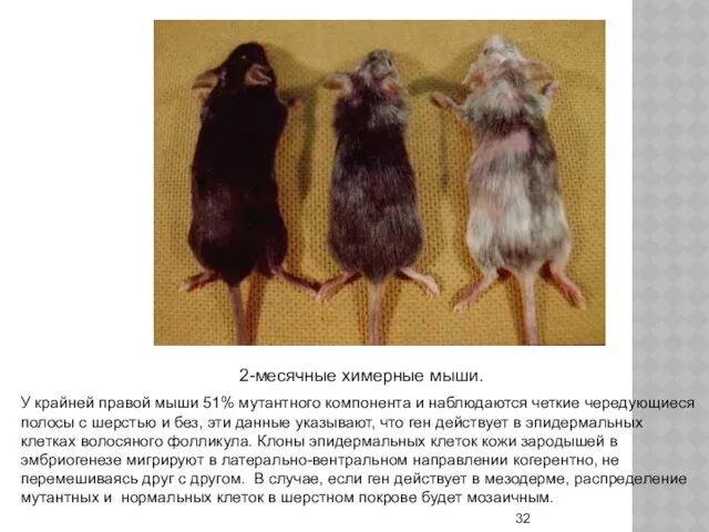 2-месячные химерные мыши. У крайней правой мыши 51% мутантного компонента и наблюдаются четкие