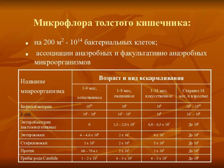 Микрофлора толстого кишечника: на 200 м2 - 1014 бактериальных клеток; ассоциации анаэробных и факультативно анаэробных микроорганизмов