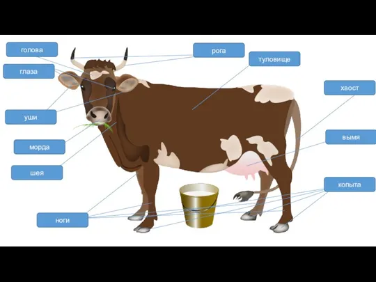 голова туловище шея ноги хвост рога уши глаза морда копыта вымя
