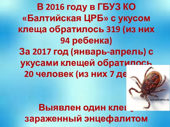 В 2016 году в ГБУЗ КО «Балтийская ЦРБ» с укусом