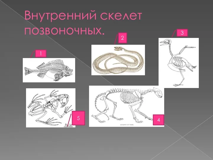 Внутренний скелет позвоночных. 1 2 3 4 5