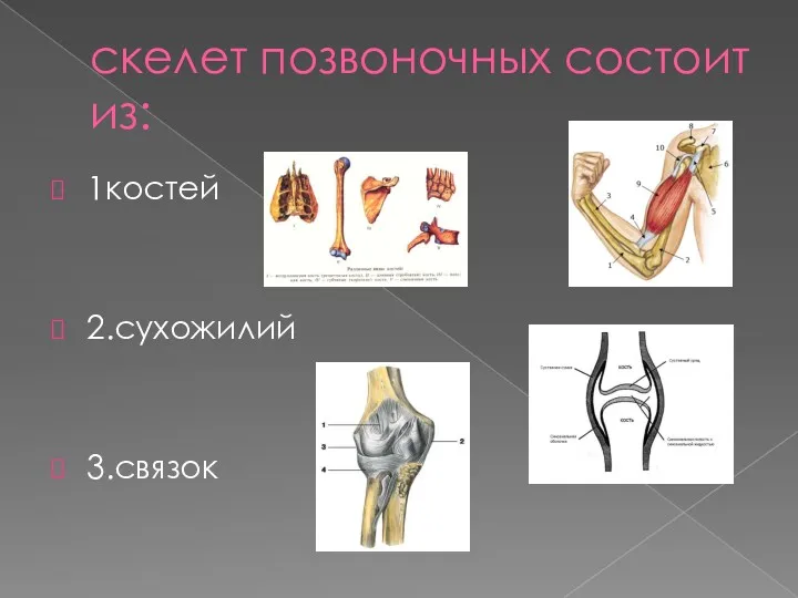 скелет позвоночных состоит из: 1костей 2.сухожилий 3.связок