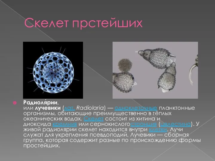 Скелет прстейших Радиоля́рии, или лучевики (лат. Radiolaria) — одноклеточные планктонные организмы, обитающие преимущественно