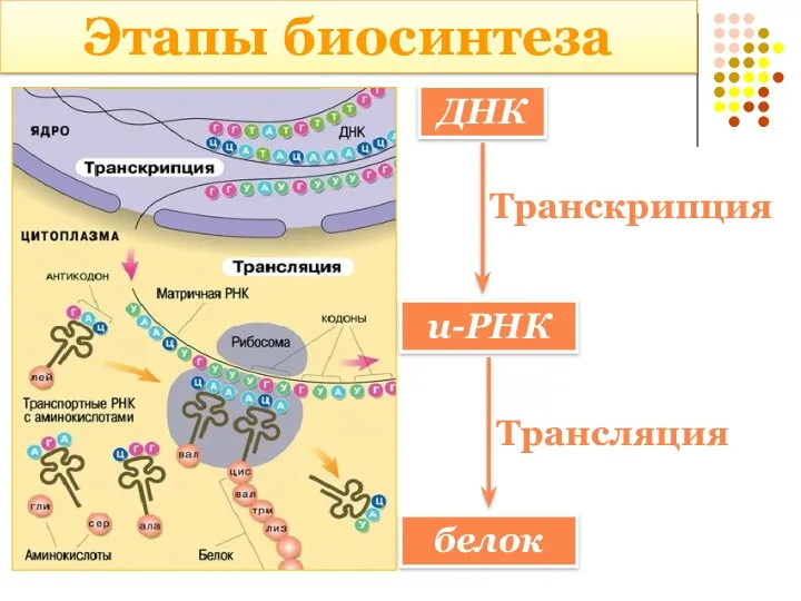 Этапы биосинтеза ДНК и-РНК Транскрипция белок Трансляция