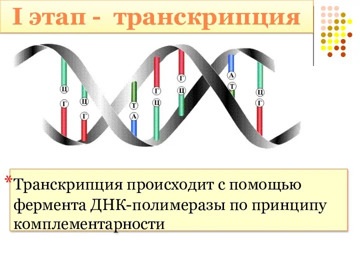 I этап - транскрипция Транскрипция происходит с помощью фермента ДНК-полимеразы по принципу комплементарности