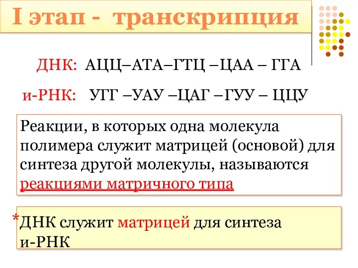 и-РНК: ДНК: АЦЦ–АТА–ГТЦ –ЦАА – ГГА ЦЦУ УАУ – ЦАГ