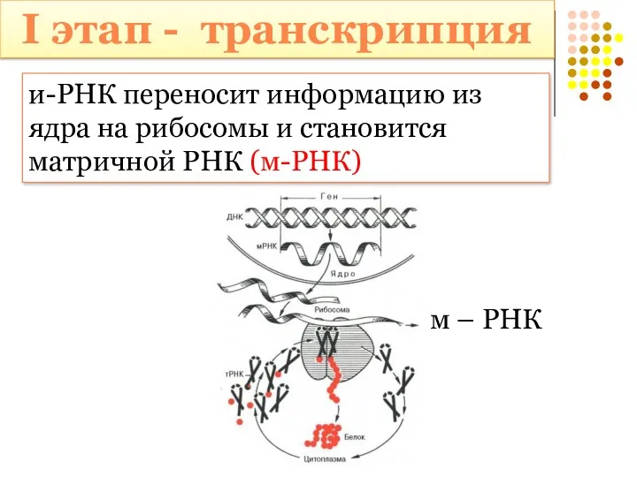 и-РНК переносит информацию из ядра на рибосомы и становится матричной