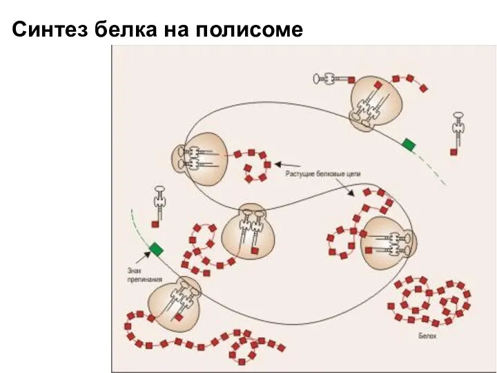 Синтез белка на полисоме