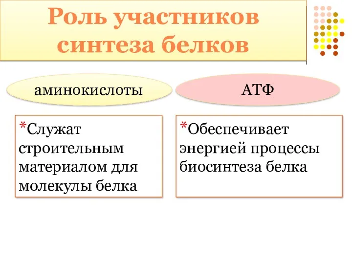 аминокислоты *Служат строительным материалом для молекулы белка АТФ *Обеспечивает энергией