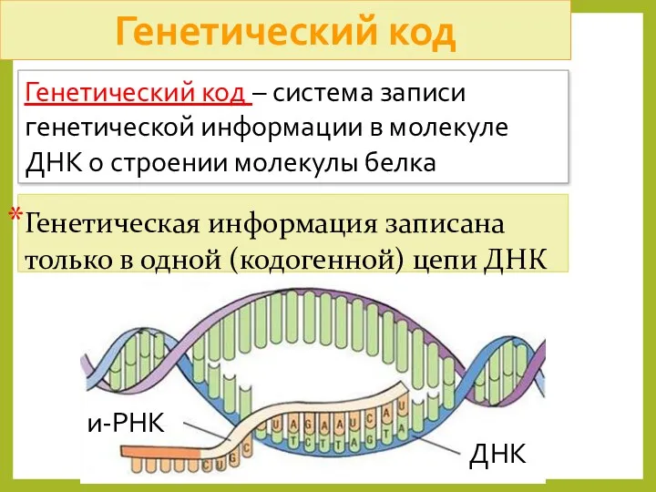 Генетический код – система записи генетической информации в молекуле ДНК