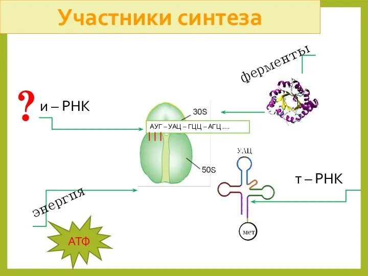 Участники синтеза рибосома АУГ – УАЦ – ГЦЦ – АГЦ