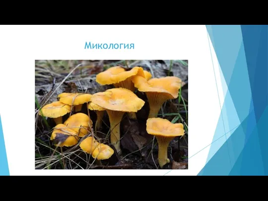 Микология