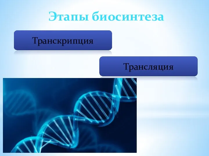 Этапы биосинтеза Транскрипция Трансляция