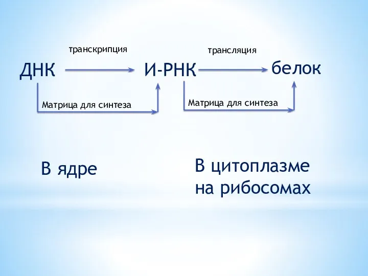 ДНК транскрипция И-РНК трансляция белок Матрица для синтеза Матрица для синтеза В ядре