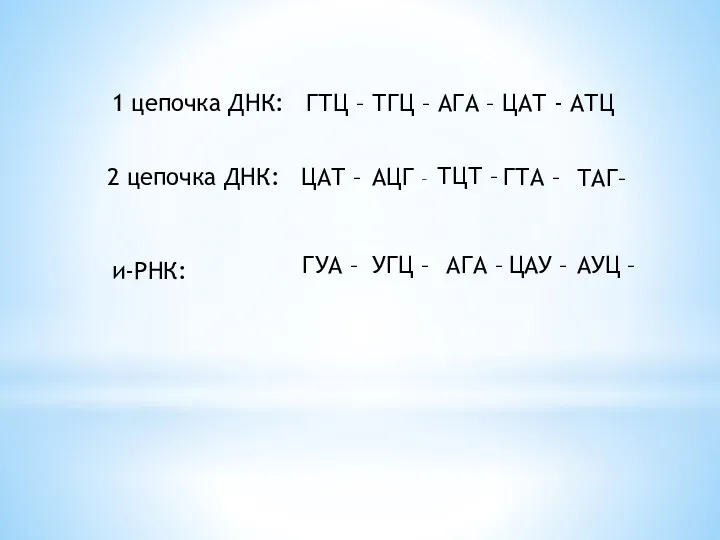1 цепочка ДНК: ГТЦ – ТГЦ – АГА – ЦАТ - АТЦ 2