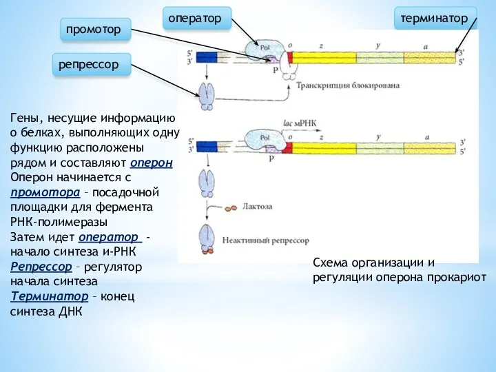 терминатор промотор оператор репрессор Схема организации и регуляции оперона прокариот Гены, несущие информацию