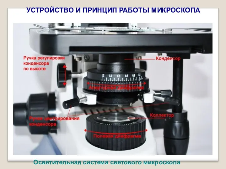 УСТРОЙСТВО И ПРИНЦИП РАБОТЫ МИКРОСКОПА Осветительная система светового микроскопа