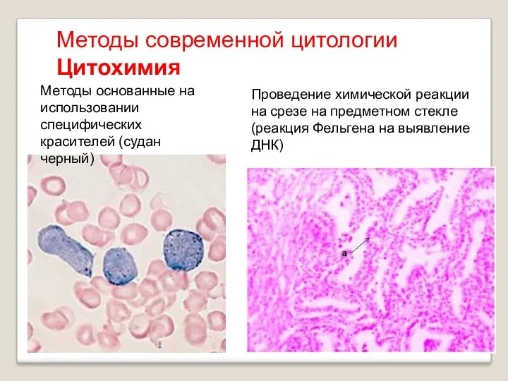 Методы основанные на использовании специфических красителей (судан черный) Проведение химической