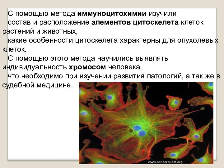 С помощью метода иммуноцитохимии изучили состав и расположение элементов цитоскелета