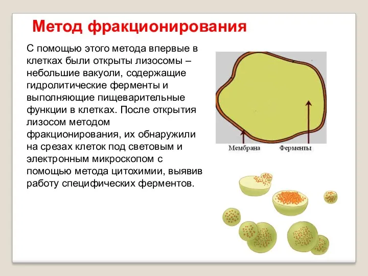 С помощью этого метода впервые в клетках были открыты лизосомы