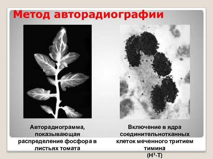 Метод авторадиографии Авторадиограмма, показывающая распределение фосфора в листьях томата Включение