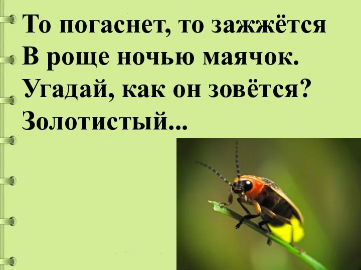 То погаснет, то зажжётся В роще ночью маячок. Угадай, как он зовётся? Золотистый...