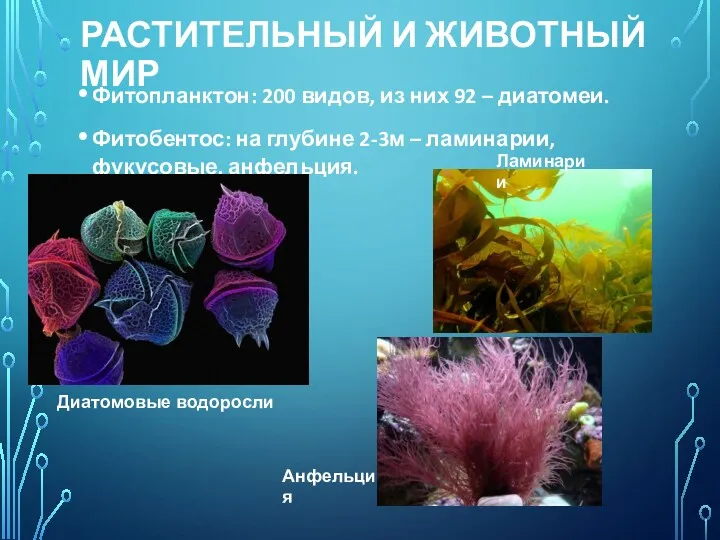 РАСТИТЕЛЬНЫЙ И ЖИВОТНЫЙ МИР Фитопланктон: 200 видов, из них 92