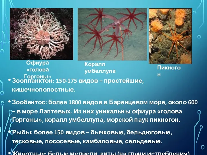 Зоопланктон: 150-175 видов – простейшие, кишечнополостные. Зообентос: более 1800 видов