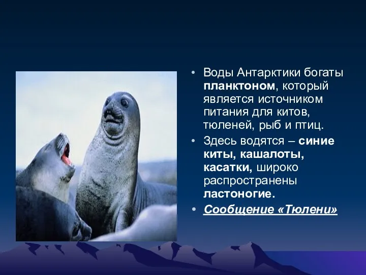 Воды Антарктики богаты планктоном, который является источником питания для китов,